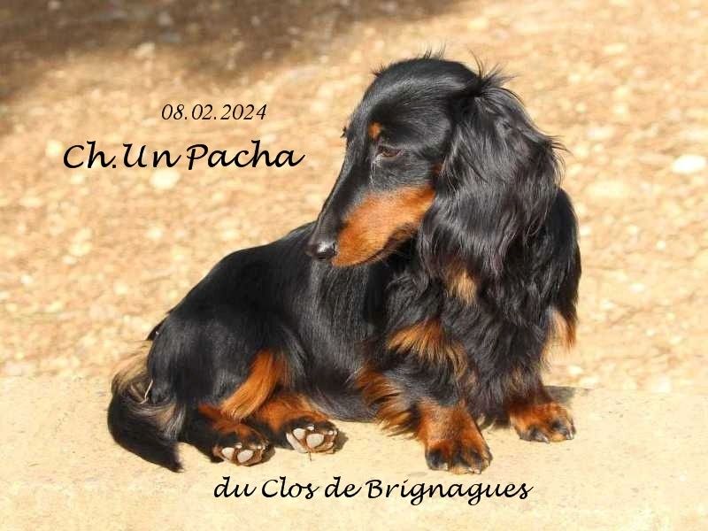 CH. Un pacha Du Clos De Brignagues