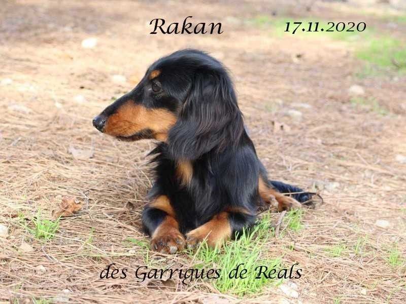 CH. Rakan des Garrigues de Réals