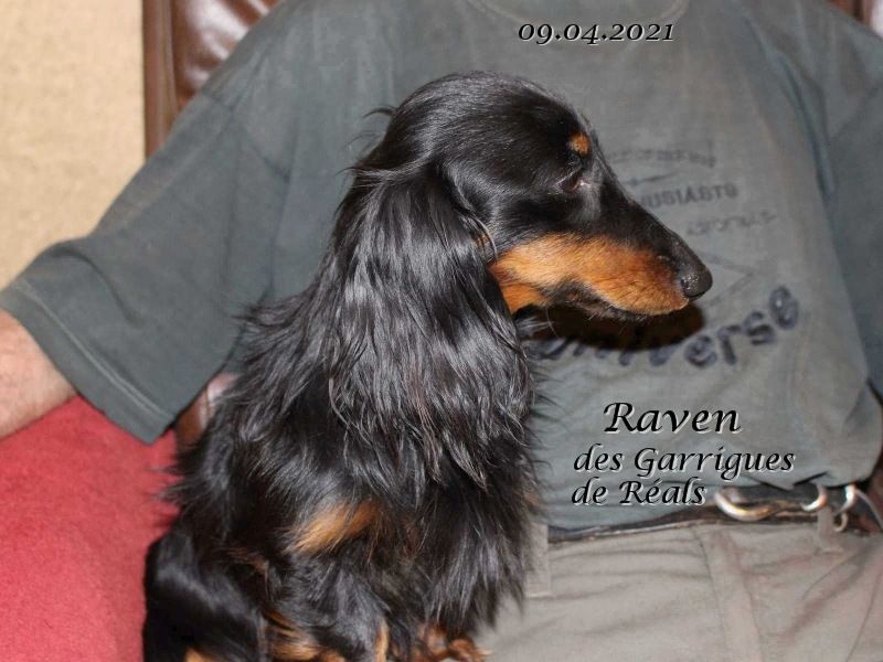 CH. Raven des Garrigues de Réals