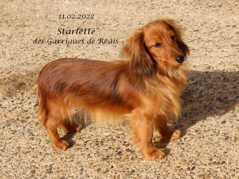 CH. Starlette des Garrigues de Réals