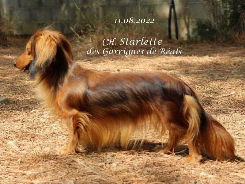 CH. Starlette des Garrigues de Réals