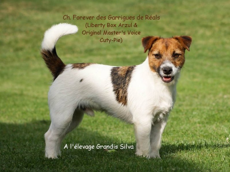 CH. Forever des Garrigues de Réals