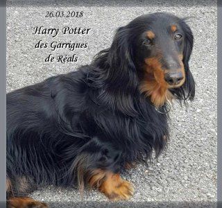 Harry potter des Garrigues de Réals