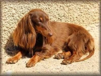 Miss choco de la Générade