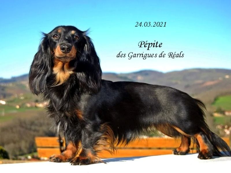 CH. Pépite des Garrigues de Réals