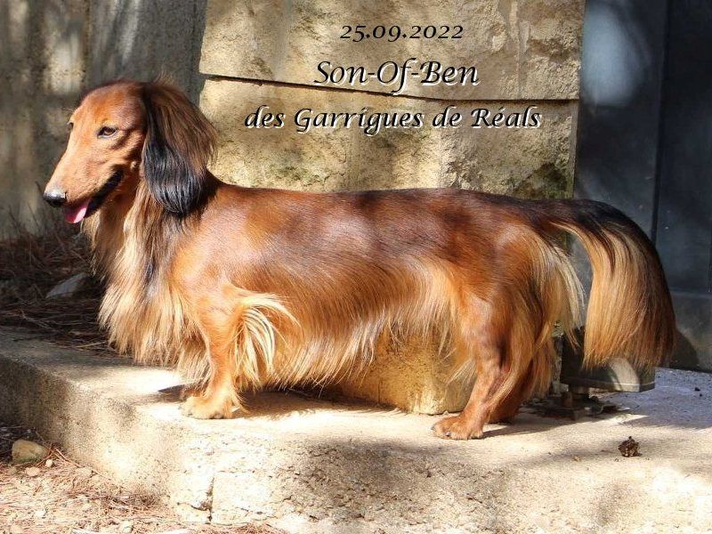 CH. Son-of-ben des Garrigues de Réals