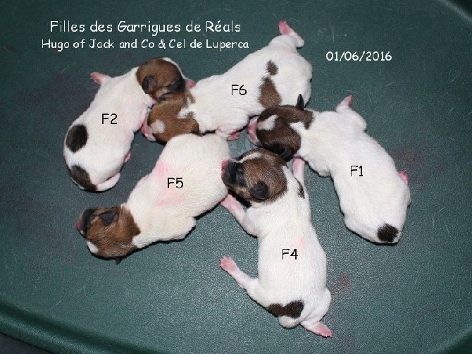 des Garrigues de Réals - F JRT disponible 800E