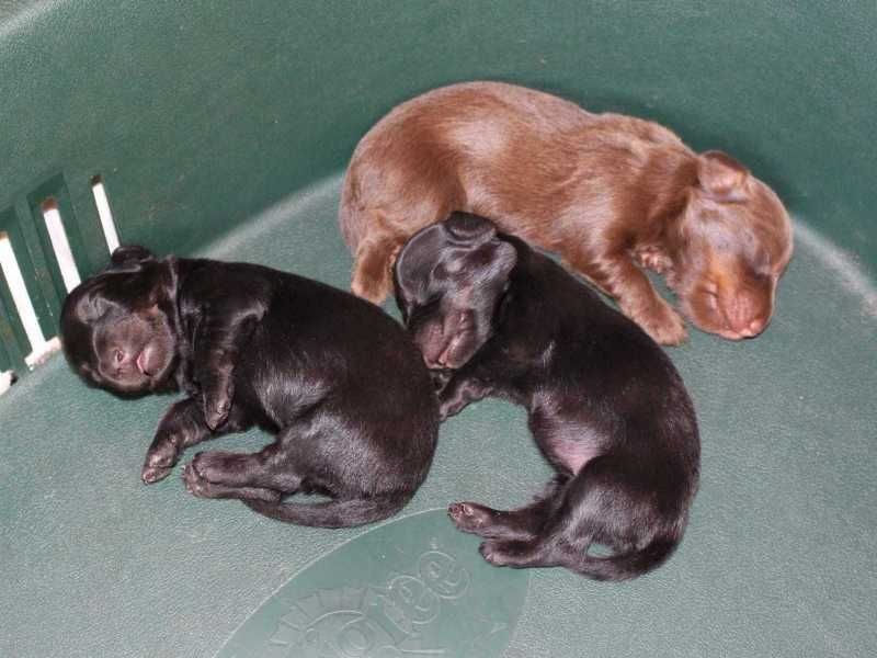 des Garrigues de Réals - Chiots Teckel kaninchen LOF nés 29/06/2018